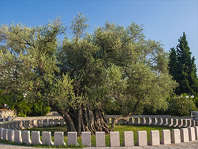 Der 2200 Jahre alte Olivenbaum in Bar